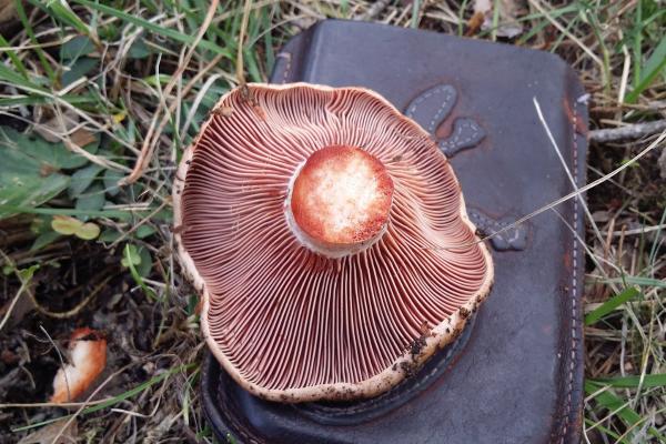 Tipos de níscalos - Lactarius vinosus
