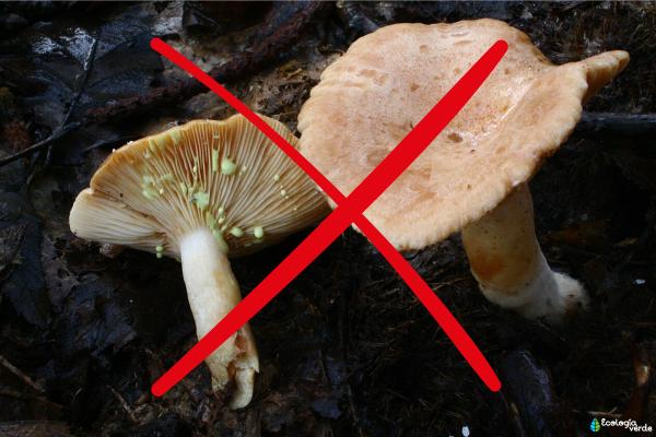 Tipos de níscalos - Níscalos no comestibles