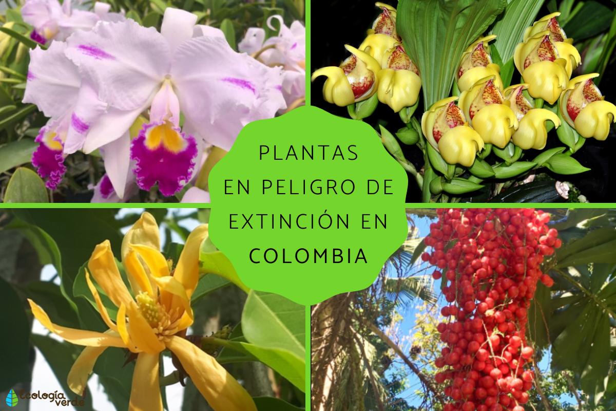 Plantas en peligro de extinción en Colombia