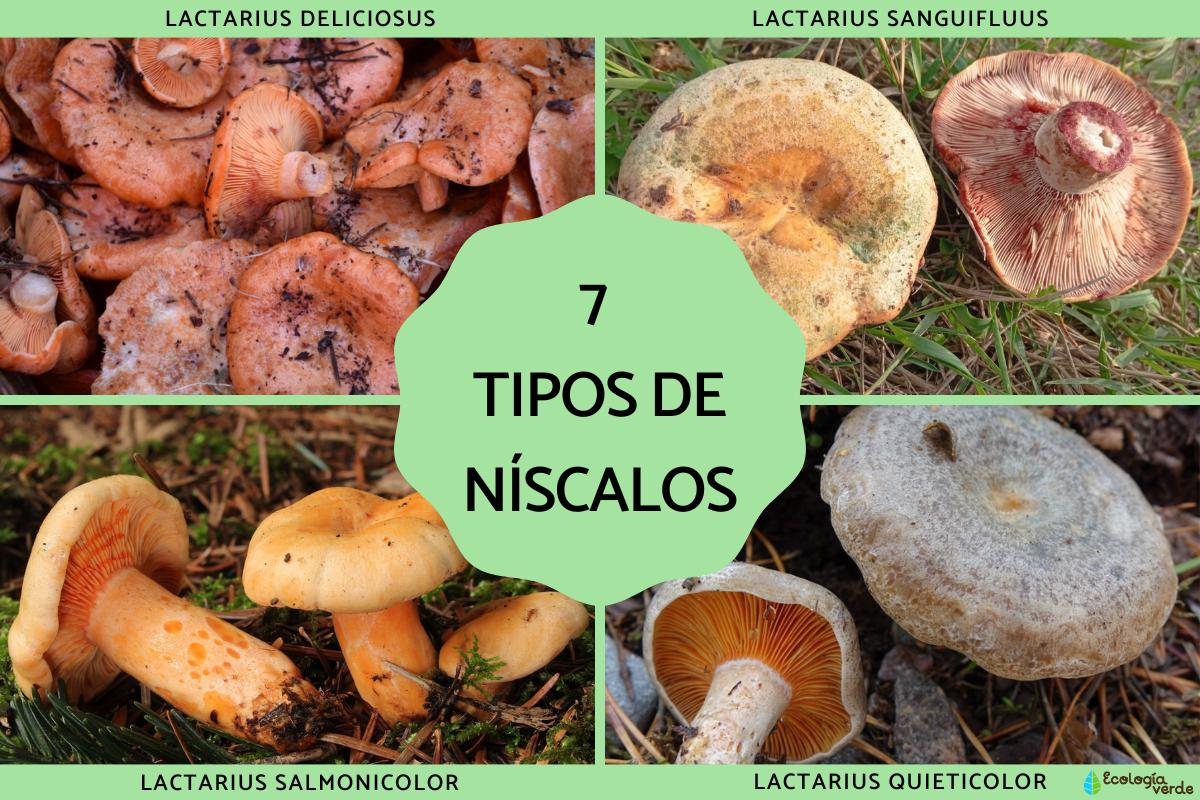 Tipos de níscalos