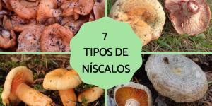 Tipos de níscalos