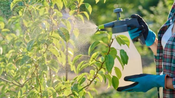 Hojas negras en tu limonero: el verdadero culpable no es el hongo, sino una plaga invisible (y tiene fácil solución) - El poder del jabón potásico para limpiar la fumagina del limonero y acabar con la plaga