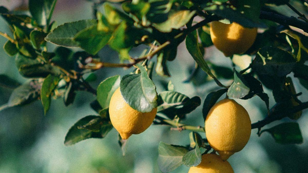 Hojas negras en tu limonero: el verdadero culpable no es el hongo, sino una plaga invisible (y tiene fácil solución)