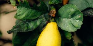 Hojas negras en tu limonero: el verdadero culpable no es el hongo, sino una plaga invisible (y tiene fácil solución)