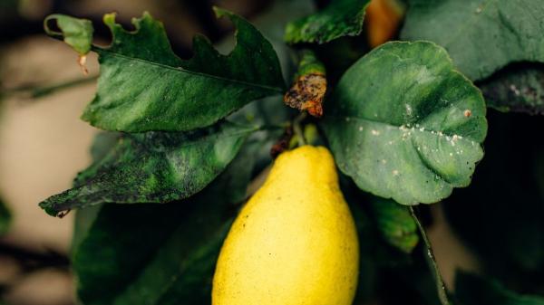 Hojas negras en tu limonero: el verdadero culpable no es el hongo, sino una plaga invisible (y tiene fácil solución)