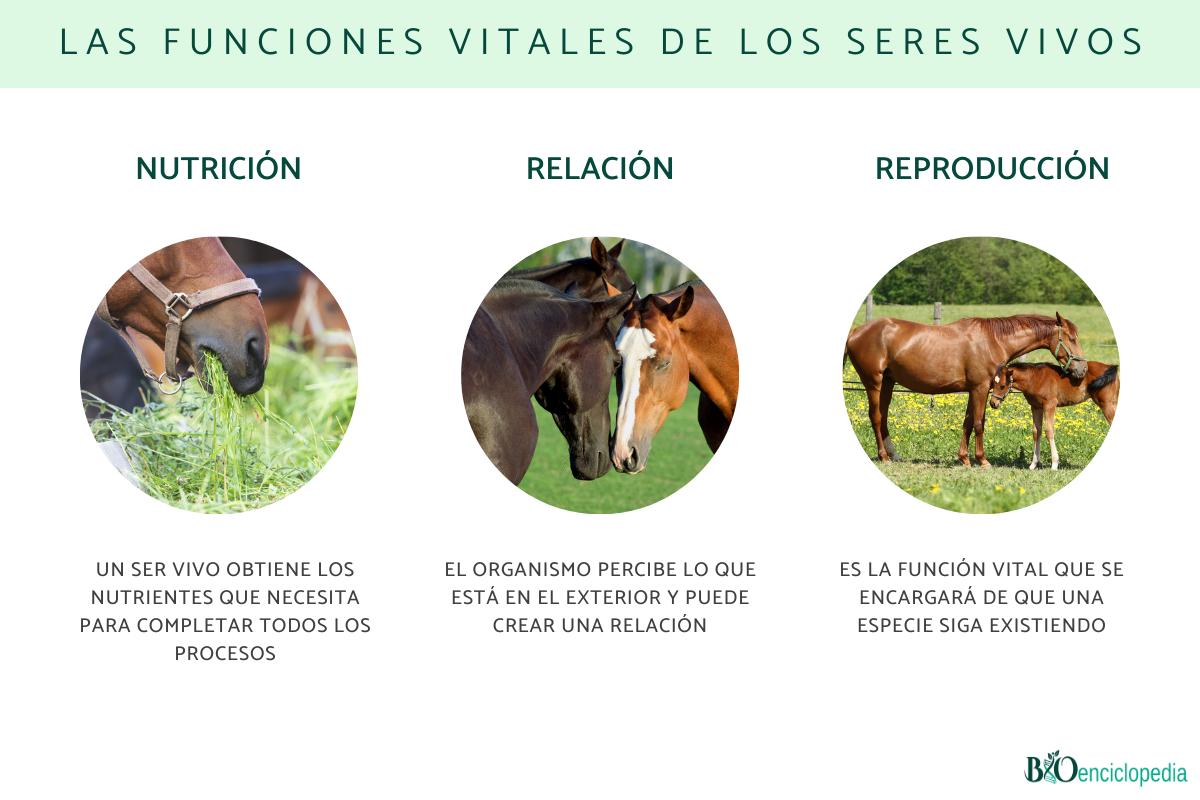 Las funciones vitales de los seres vivos: qué son y cuáles son