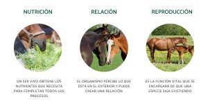 Las funciones vitales de los seres vivos: qué son y cuáles son