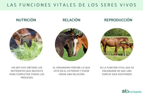Las funciones vitales de los seres vivos: qué son y cuáles son