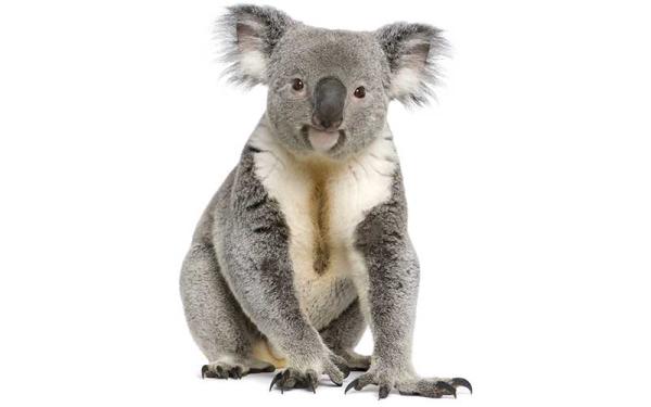 Koala - Características del koala