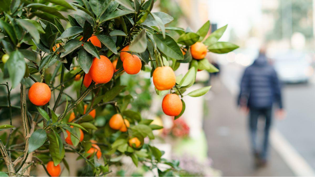 Coger fruta de árboles públicos: esto es lo que realmente prohíbe y permite la ley en España