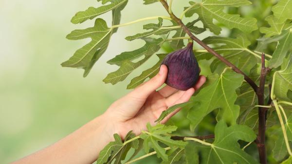 Coger fruta de árboles públicos: esto es lo que realmente prohíbe y permite la ley en España - Ordenanzas municipales: lo que decide si puedes o no coger fruta de los árboles de la calle