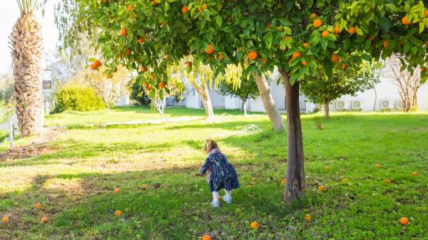 Coger fruta de árboles públicos: esto es lo que realmente prohíbe y permite la ley en España - Un detalle importante: no toda la fruta es apta para consumo