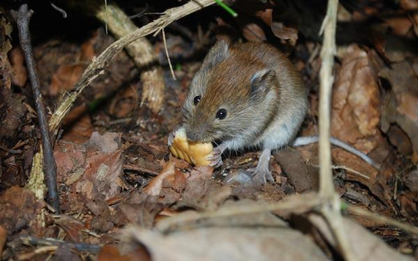 Ratón - Comportamiento del ratón