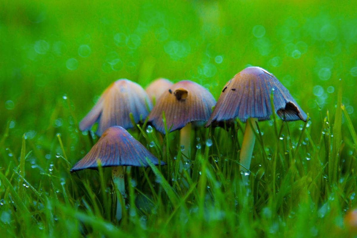 Por qué crecen hongos en mi jardín y cómo eliminarlos