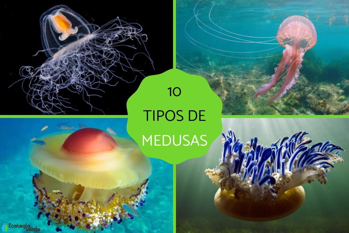 Tipos de medusas