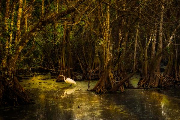 Ciénaga: qué es, características y tipos - Características de una ciénaga