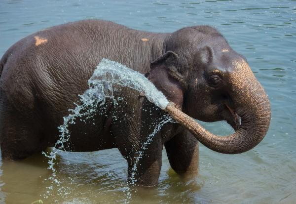 Elefante asiático - Dónde vive el elefante asiático 