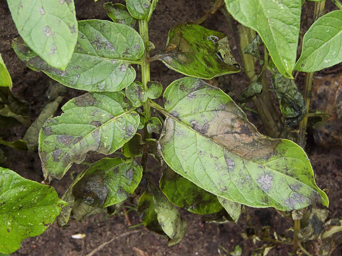 Phytophthora: qué es, síntomas y tratamiento