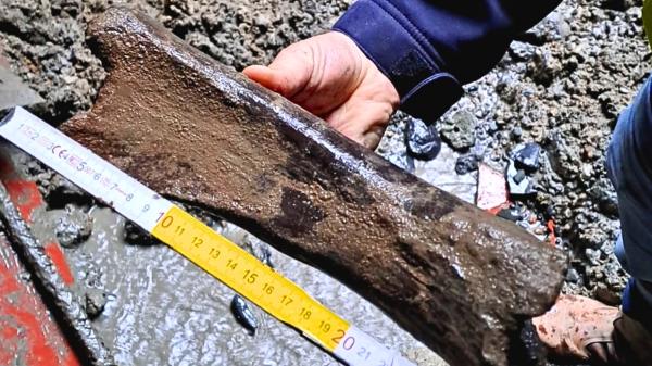 Un gran descubrimiento durante las obras del metro de Bruselas: encuentran huesos de mamut de hace más de 11.000 años - A 9 metros bajo Bruselas apareció un mundo que llevaba miles de años enterrado