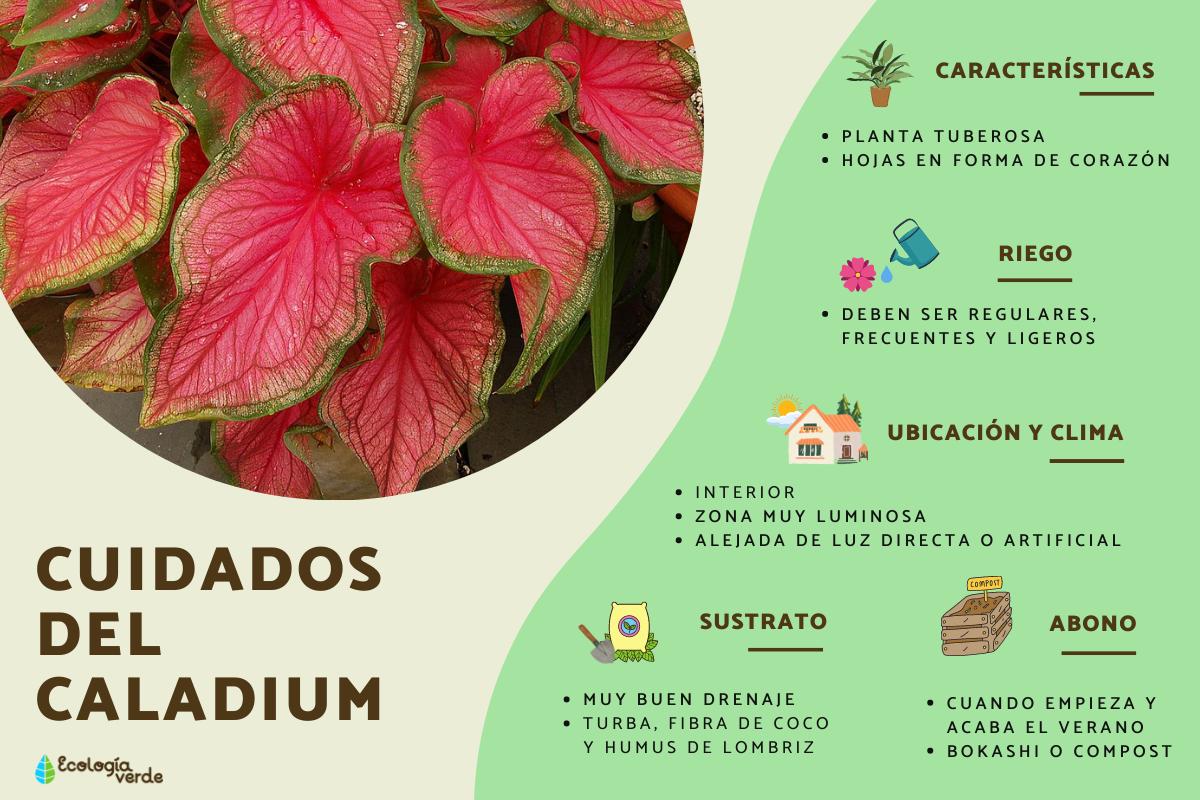 Caladium o caladio: cuidados y reproducción