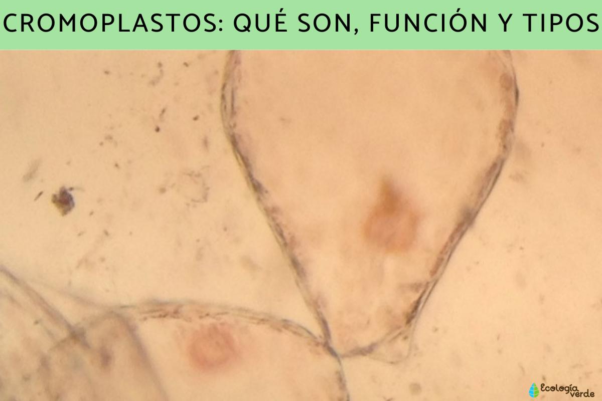 Cromoplastos: qué son, función y tipos