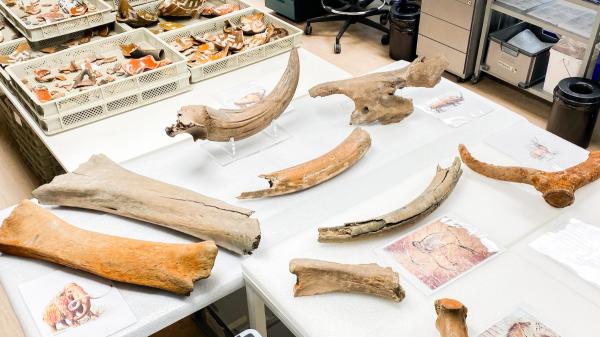 Un gran descubrimiento durante las obras del metro de Bruselas: encuentran huesos de mamut de hace más de 11.000 años - El Metro de Bruselas ya había desenterrado otros animales prehistóricos