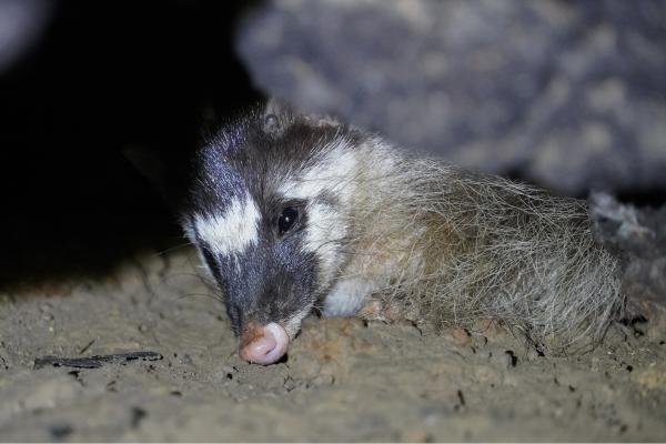 Tipos de tejones - Hurón-tejón de Birmania (Melogale personata) 