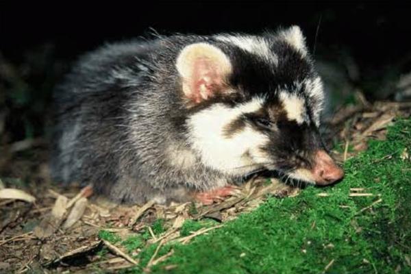 Tipos de tejones - Hurón-tejón de Borneo (Melogale everetti)