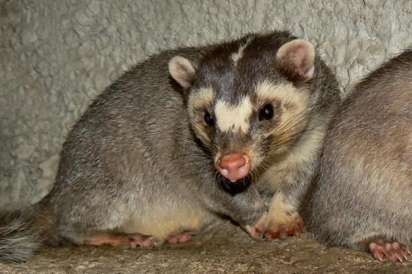 Tipos de tejones - Hurón-tejón de China (Melogale moschata)