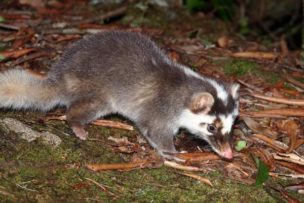 Tipos de tejones - Hurón-tejón de Formosa (Melogale subaurantiaca)
