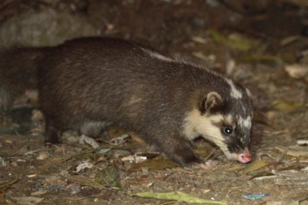Tipos de tejones - Hurón-tejón de Java (Melogale orientalis)