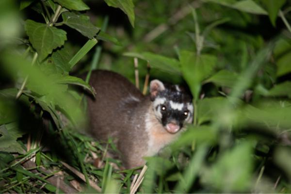 Tipos de tejones - Hurón-tejón de Vietnam (Melogale cucphuongensis)