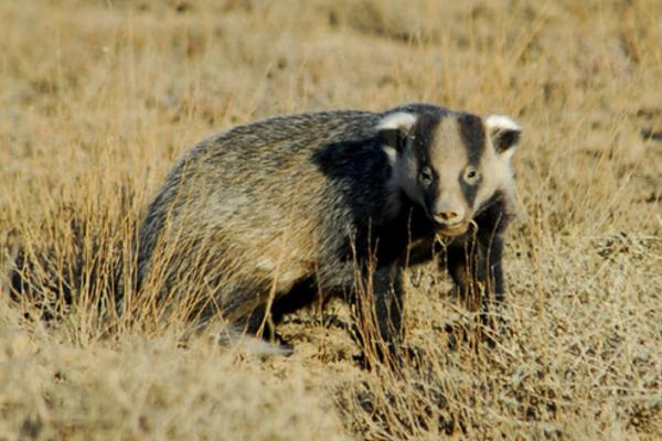 Tipos de tejones - Tejón asiático (Meles leucurus)