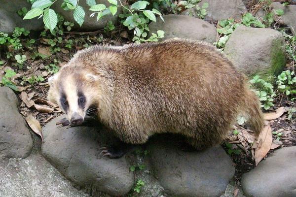 Tipos de tejones - Tejón japonés (Meles anakuma)