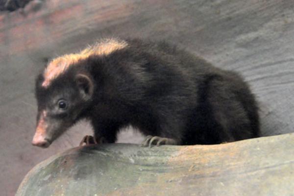 Tipos de tejones - Tejón mofeta de Palawan (Mydaus marchei)