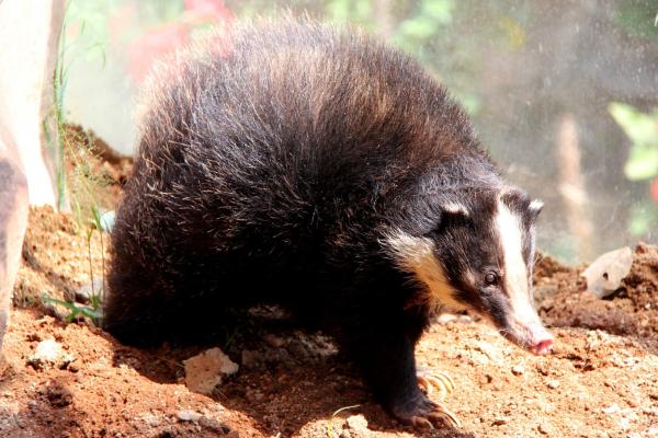 Tipos de tejones - Tejón porcino de Sumatra (Arctonyx hoevenii)