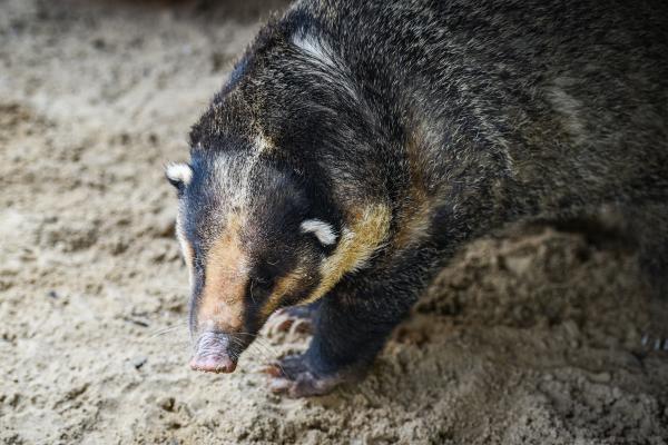 Tipos de tejones - Tejón porcino del norte (Arctonyx albogularis)