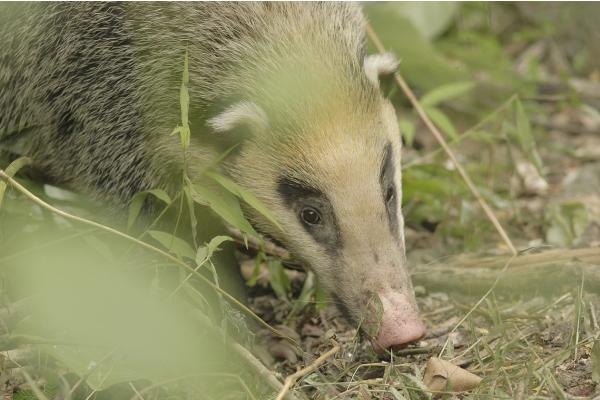 Tipos de tejones - Tejón porcino mayor (Arctonyx collaris)