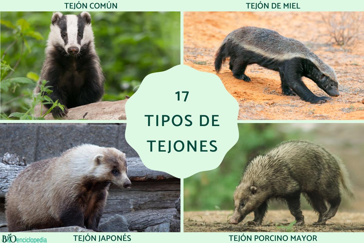 Tipos de tejones