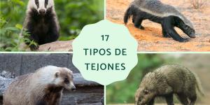 Tipos de tejones