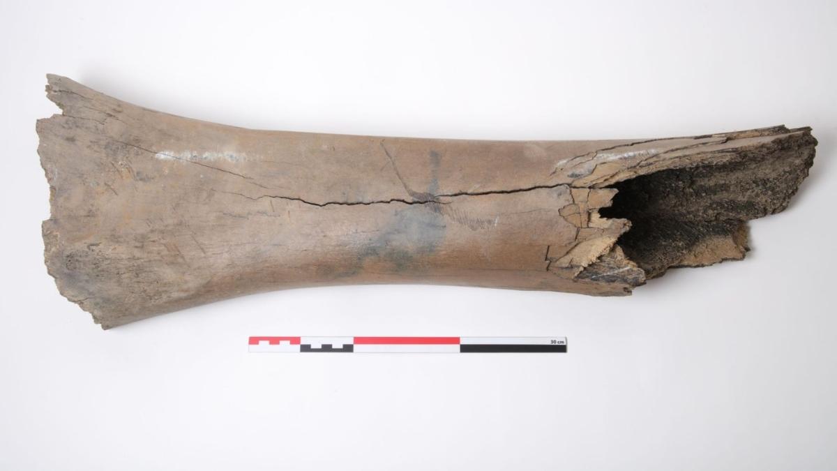 Un gran descubrimiento durante las obras del metro de Bruselas: encuentran huesos de mamut de hace más de 11.000 años