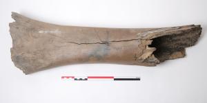 Un gran descubrimiento durante las obras del metro de Bruselas: encuentran huesos de mamut de hace más de 11.000 años