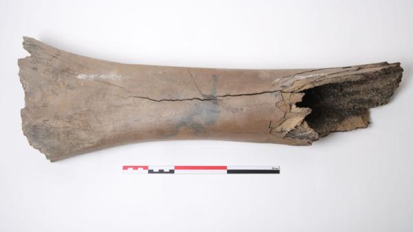 Un gran descubrimiento durante las obras del metro de Bruselas: encuentran huesos de mamut de hace más de 11.000 años