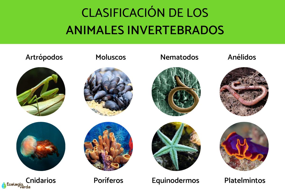Animales invertebrados: ejemplos y características