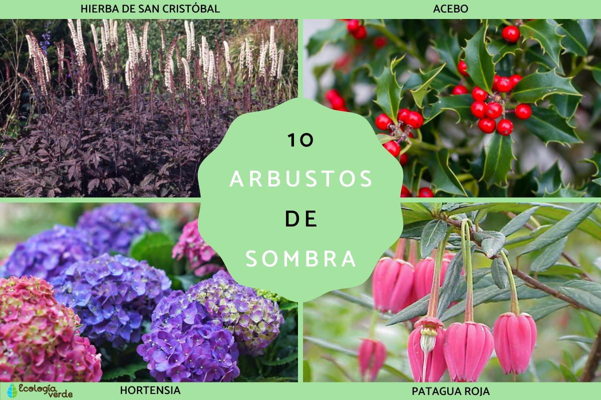 Arbustos de sombra