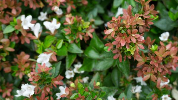 Parece una hortensia, pero florece cuando llega el otoño: el arbusto fácil de cuidar que llena de flores el jardín - Cuando llega el frío, sus hojas cambian de color y el jardín gana otro atractivo