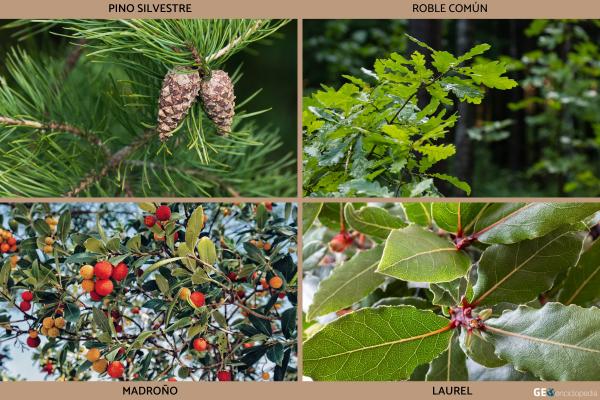 Macizo de Montserrat - Flora y fauna del macizo de Montserrat