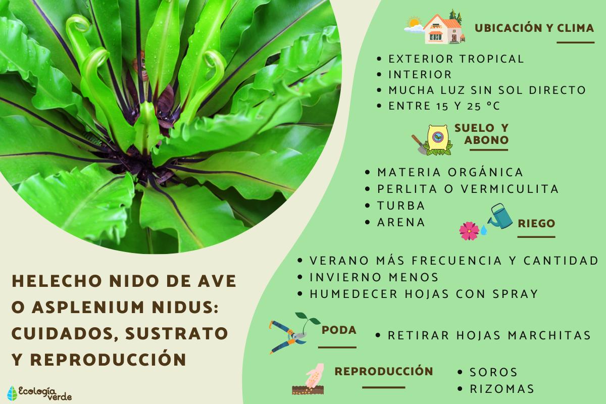 Helecho nido de ave o Asplenium nidus: cuidados, sustrato y reproducción