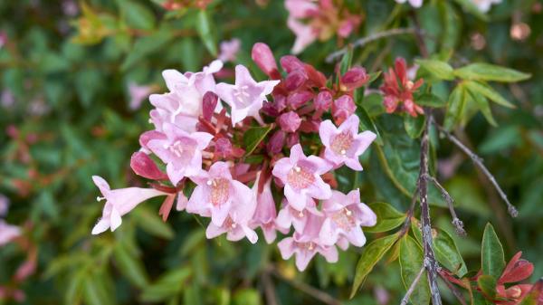 Parece una hortensia, pero florece cuando llega el otoño: el arbusto fácil de cuidar que llena de flores el jardín - La abelia mantiene sus flores cuando otras plantas ya empiezan a apagarse