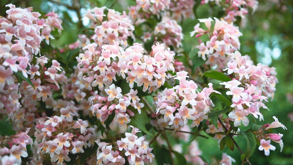Parece una hortensia, pero florece cuando llega el otoño: el arbusto fácil de cuidar que llena de flores el jardín